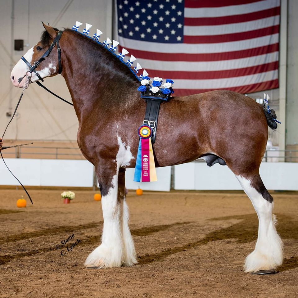 Clydesdale Horses